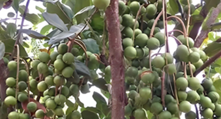 I droni agricoli volano nel Guangxi, aiutando i cinesi a liberare la frutta!